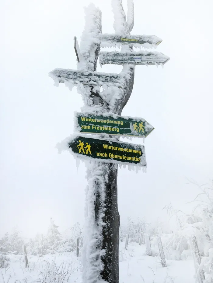 冬天，雪，外出，目录，盾牌，树木，森林，野外滑雪
