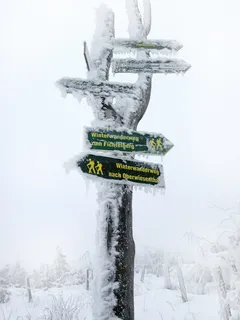 冬天，雪，外出，目录，盾牌，树木，森林，野外滑雪