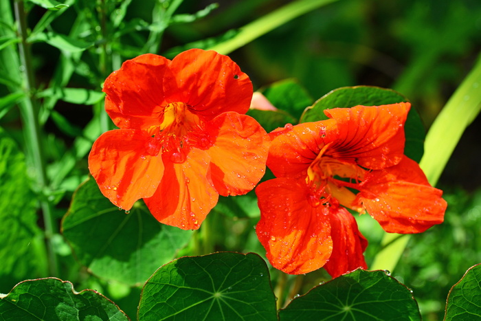 金盏花、橙色、普通、食用、红色、一年生、水芹状、花