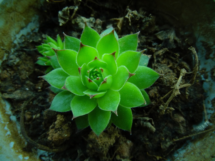 肉质，绿色，植物，生长，自然之美，绿色，植物部分，特写