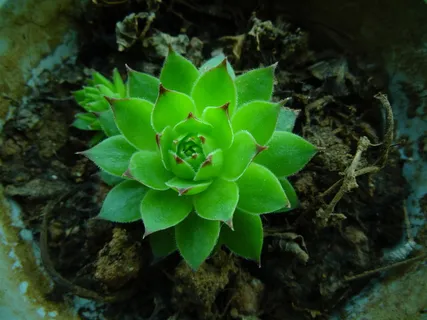 肉质，绿色，植物，生长，自然之美，绿色，植物部分，特写