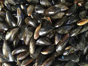 黑色肌肉，贻贝，贝类，黑色，海鲜，软体动物，海，海洋
