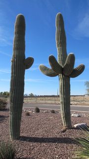 萨瓜罗，沙漠植物，仙人掌，亚利桑那州，索诺兰沙漠，奇瓦瓦沙漠，沙漠，干燥