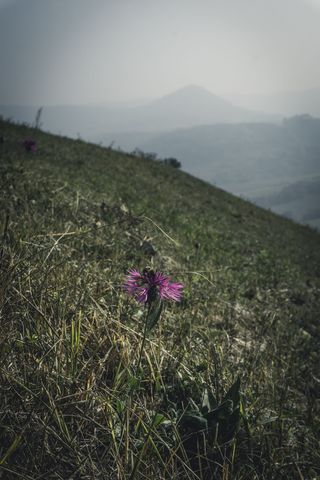 花卉、蜜蜂、绿色、深色、vulcano、德国、德国、view