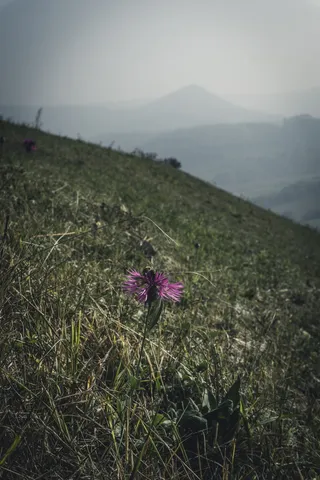 花卉、蜜蜂、绿色、深色、vulcano、德国、德国、view