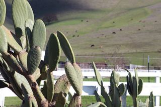 仙人掌，仙人掌，植物，绿色，田野，奶牛，小山，篱笆