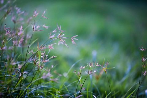 树，花，草，绿色，自然，自然，春天，夏天