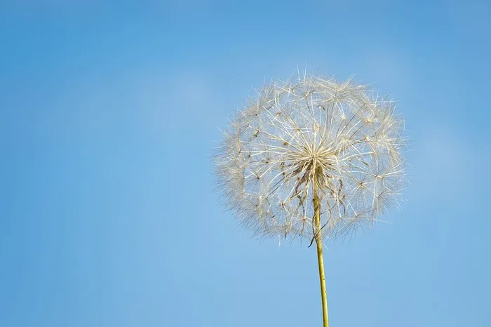 白色蒲公英的特写摄影