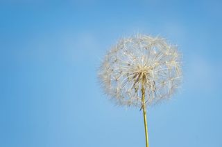 白色蒲公英的特写摄影