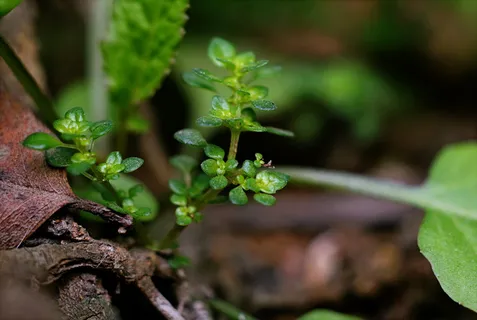 有棕色分支的绿叶植物 有棕色分支的绿叶植物