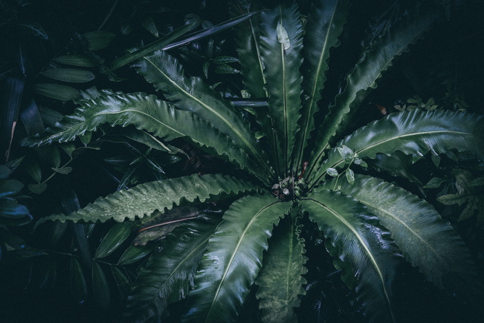 棕榈植物，植物，植被，绿色，叶子，海洋生物，动物，海龟