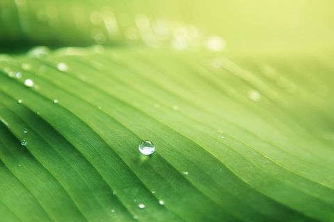 香蕉叶、模糊、明亮、特写、露珠、水滴、水滴、焦点 香蕉叶、模糊、明亮、特写、露珠、水滴、水滴、焦点