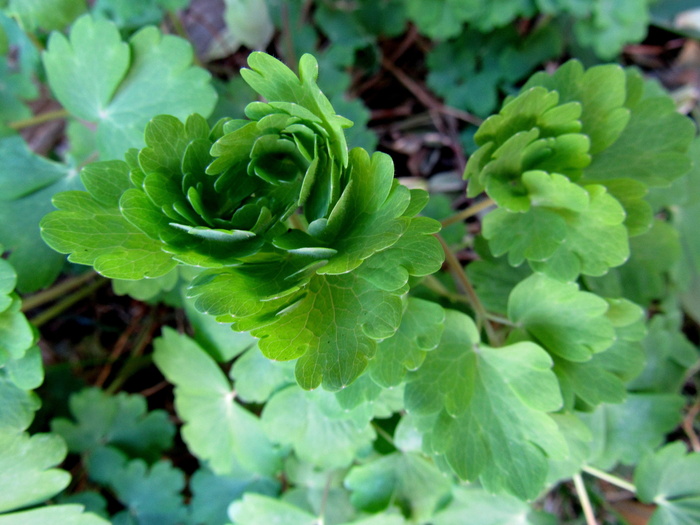 columbine、hahnenfußgewächs、普通akelei、普通aquilegia vulgaris、生长、叶片、绿色、植物部分