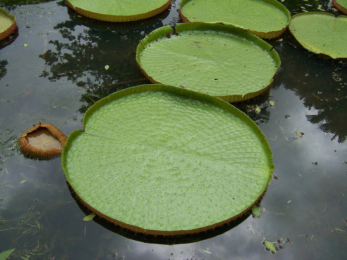 百合花，水，泻湖，漂浮在水上，睡莲，叶子，倒影，绿色