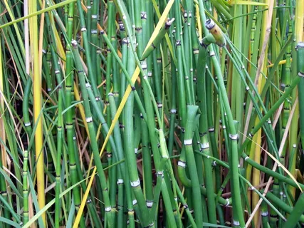 竹子,绿色,背景,植物,树木,厚,茎,长 竹子,绿色,背景,植物,树木,厚,茎,长