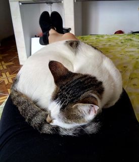 宠物，家养，家畜，哺乳动物，猫，猫，家猫，一只动物