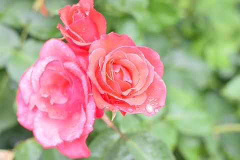 玫瑰, 花, 花瓣, 爱, 婚礼, 浪漫, 束, 礼物