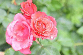 玫瑰, 花, 花瓣, 爱, 婚礼, 浪漫, 束, 礼物