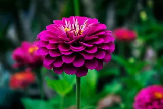 红色花瓣的微距摄影