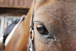 马，马眼，亲密，美丽，温柔，动物，动物主题，牲畜