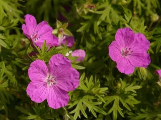 血腥的鹤嘴草，鹤嘴草，开花，开花，花，植物，植物，开花植物