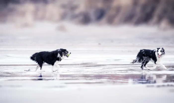 两条黑白边境牧羊犬在水体中奔跑的选择性聚焦摄影