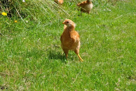 新罕布什尔州，小母鸡，鸡，母鸡，草，自然，动物，草地