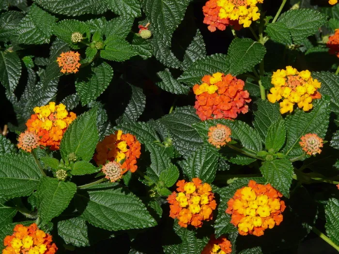 马缨丹，马缨丹，观赏植物，黄色，花朵，花朵，花朵，马鞭草温室