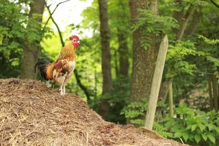 哈恩、粪便、农场、农业、牲畜、动物主题、鸟类、动物