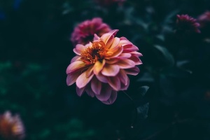 开花，开花，植物，花，宏观，花瓣，植物，开花植物