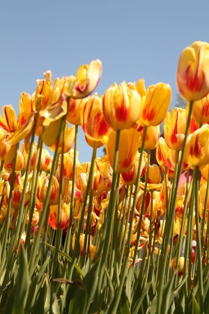 郁金香花节现场