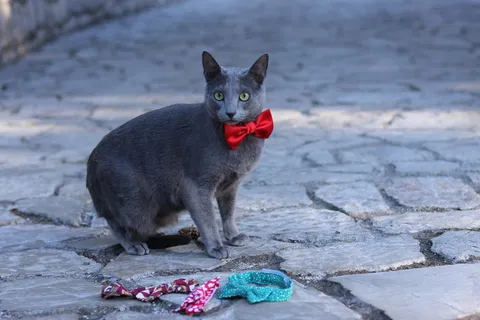 猫，宠物，宠物，领结，蓝色，俄罗斯，家养，一种动物