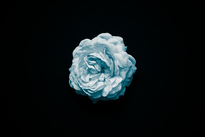 bloom，bloom，flora，flower，nature，摄影棚拍摄，室内，黑色背景