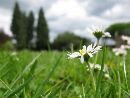 雏菊，花，雏菊，彩色，细节，花，花，绿色