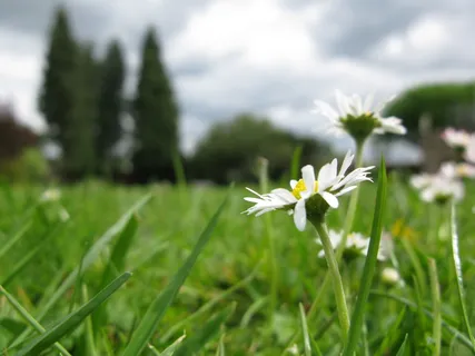 雏菊，花，雏菊，彩色，细节，花，花，绿色
