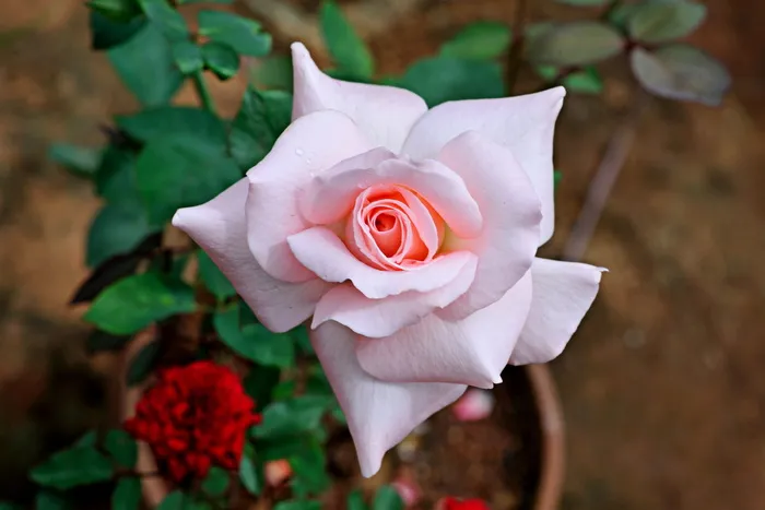 玫瑰，花，浅粉色，颜色，白色，自然，花，开花