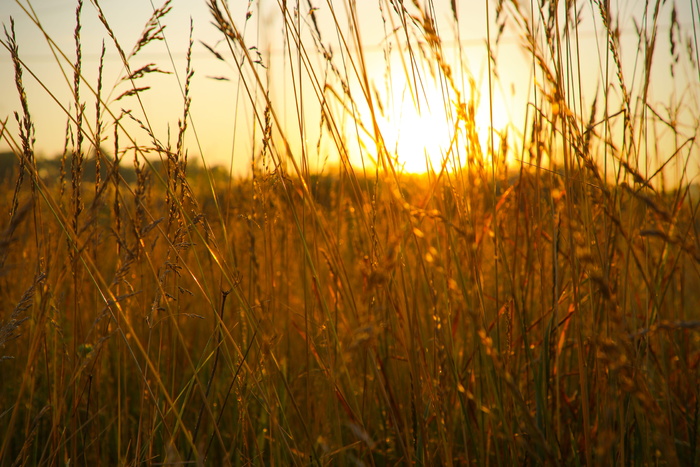 美国，莫加多尔，109 kent ave，grass，sunrise，morning，sun，summer