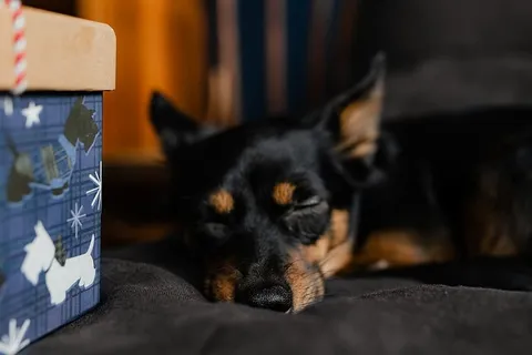 送给可爱小狗的圣诞礼物