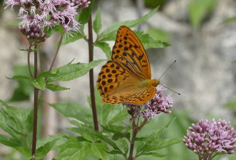 蝴蝶，蝴蝶，帝王大衣，花，野生动物，动物主题，开花植物，动物