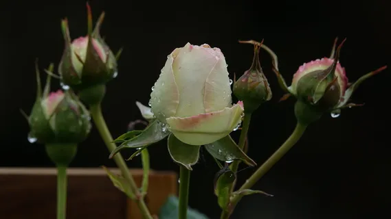 粉红色，孵化，植物，花朵，开花植物，特写，新鲜，无人