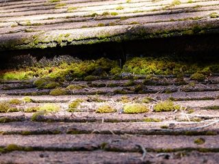 沥青、瓦、苔藓、苔藓、潮湿、自然、无人、生长