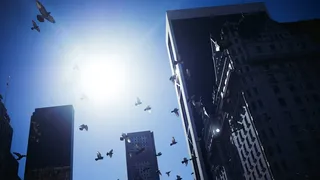 纽约，美国，*公园，鸟类，天空，建筑物，建筑物，美国