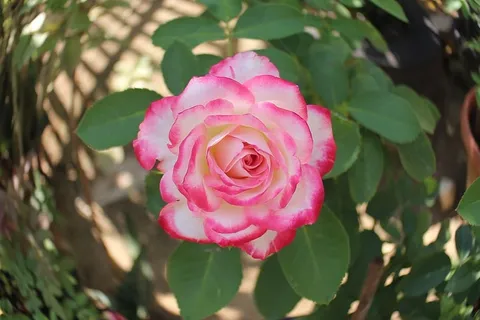 花朵,玫瑰,花朵,粉色,白色,颜色,花园,花叶 花朵,玫瑰,花朵,粉色,白色,颜色,花园,花叶