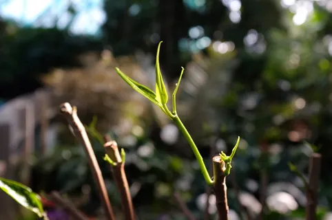 加拿大,多伦多,绿色,树叶,生长,植物,聚焦前景,绿色 加拿大,多伦多,绿色,树叶,生长,植物,聚焦前景,绿色