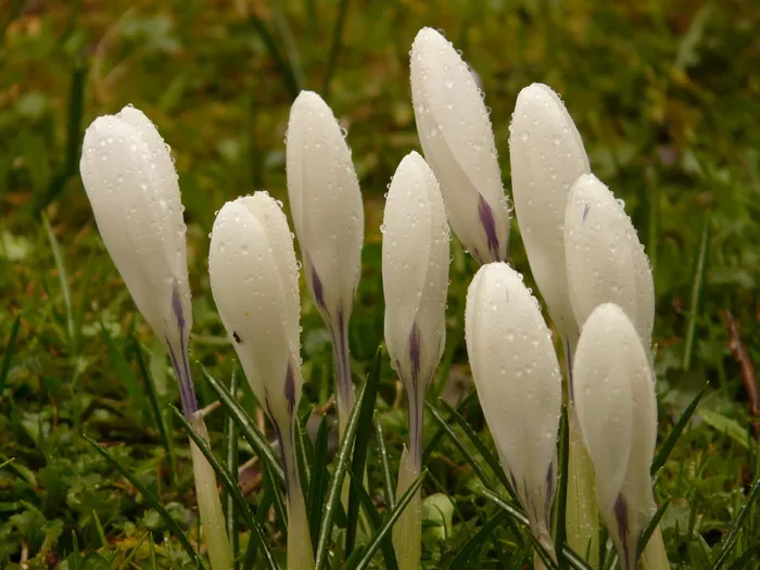 番红花,植物,花园,关闭,宏观,花卉,春天,草地 番红花,植物,花园,关闭,宏观,花卉,春天,草地