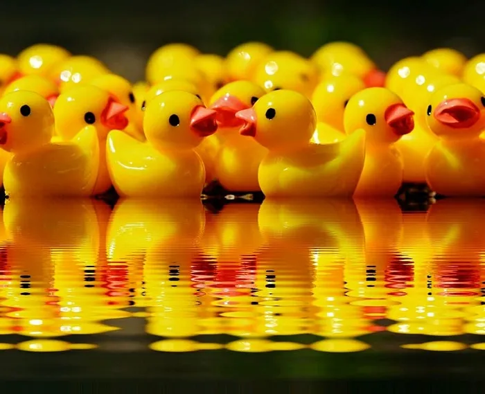 黄色，橡皮鸭，身体，水，鸭子，人物，团体，镜像