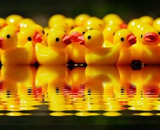 黄色，橡皮鸭，身体，水，鸭子，人物，团体，镜像