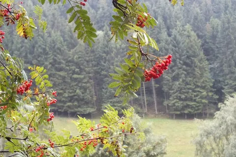 罗纹浆果,秋季天气,浆果,自然,树,草本植物,植物,生长 罗纹浆果,秋季天气,浆果,自然,树,草本植物,植物,生长