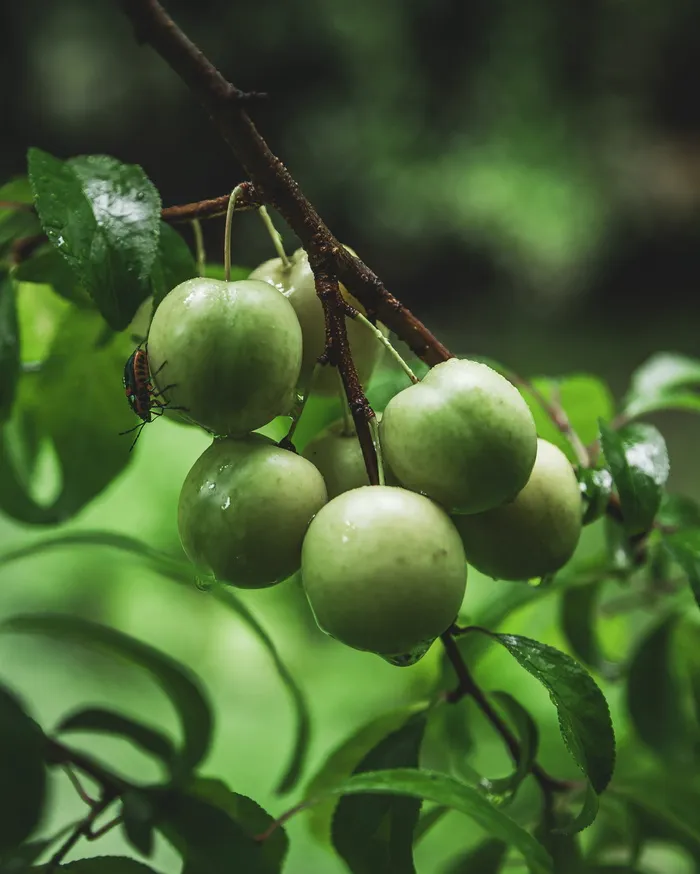 澳大利亚，蓝山，野生李子，束，食物，水果，绿色，森林