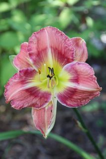 花卉、自然、植物、夏季、花园、农家花园、黄花菜、特写